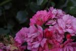 <img150*0:stuff/z/169023/Wild%2520Roses.2/i1278025353_22.jpg>