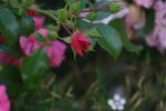 <img150*0:stuff/z/169023/Wild%2520Roses.2/i1278025353_23.jpg>