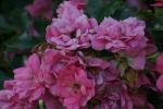 <img150*0:stuff/z/169023/Wild%2520Roses.2/i1278025354_24.jpg>