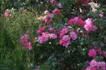 <img150*0:stuff/z/169023/Wild%2520Roses.2/i1278025354_25.jpg>