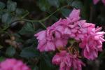 <img150*0:stuff/z/169023/Wild%2520Roses.2/i1278025354_26.jpg>