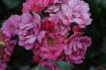 <img150*0:stuff/z/169023/Wild%2520Roses.2/i1278025354_27.jpg>