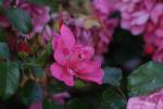 <img150*0:stuff/z/169023/Wild%2520Roses.2/i1278025354_28.jpg>