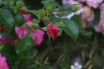 <img150*0:stuff/z/169023/Wild%2520Roses.2/i1278025354_29.jpg>