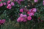 <img150*0:stuff/z/169023/Wild%2520Roses.2/i1278025354_30.jpg>