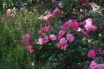<img150*0:stuff/z/169023/Wild%2520Roses.2/i1278025354_31.jpg>