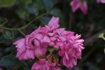 <img150*0:stuff/z/169023/Wild%2520Roses.2/i1278025354_32.jpg>