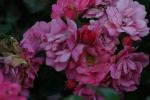 <img150*0:stuff/z/169023/Wild%2520Roses.2/i1278025354_33.jpg>