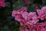 <img150*0:stuff/z/169023/Wild%2520Roses.2/i1278025354_34.jpg>