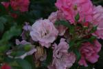 <img150*0:stuff/z/169023/Wild%2520Roses.2/i1278025354_35.jpg>