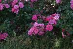 <img150*0:stuff/z/169023/Wild%2520Roses.2/i1278025355_36.jpg>