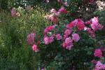 <img150*0:stuff/z/169023/Wild%2520Roses.2/i1278025355_37.jpg>