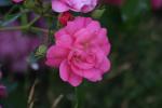 <img150*0:stuff/z/169023/Wild%2520Roses.2/i1278025355_38.jpg>