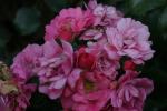 <img150*0:stuff/z/169023/Wild%2520Roses.2/i1278025355_39.jpg>