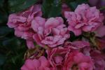 <img150*0:stuff/z/169023/Wild%2520Roses.2/i1278025355_40.jpg>