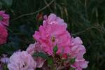<img150*0:stuff/z/169023/Wild%2520Roses.2/i1278025355_41.jpg>