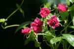 <img150*0:stuff/z/169023/Wild%2520Roses/i1278024562_1.jpg>