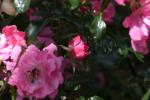 <img150*0:stuff/z/169023/Wild%2520Roses/i1278024562_10.jpg>