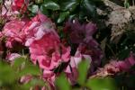 <img150*0:stuff/z/169023/Wild%2520Roses/i1278024562_11.jpg>