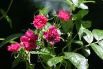 <img150*0:stuff/z/169023/Wild%2520Roses/i1278024562_2.jpg>