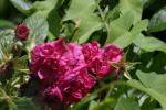 <img150*0:stuff/z/169023/Wild%2520Roses/i1278024562_3.jpg>