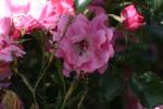 <img150*0:stuff/z/169023/Wild%2520Roses/i1278024562_4.jpg>