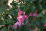 <img150*0:stuff/z/169023/Wild%2520Roses/i1278024562_5.jpg>