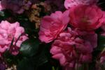 <img150*0:stuff/z/169023/Wild%2520Roses/i1278024562_6.jpg>