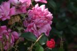 <img150*0:stuff/z/169023/Wild%2520Roses/i1278024562_7.jpg>