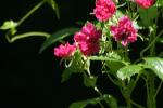 <img150*0:stuff/z/169023/Wild%2520Roses/i1278024562_8.jpg>
