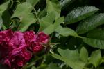 <img150*0:stuff/z/169023/Wild%2520Roses/i1278024562_9.jpg>