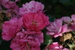 <img150*0:stuff/z/169023/Wild%2520Roses/i1278024563_12.jpg>