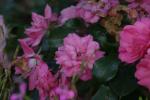 <img150*0:stuff/z/169023/Wild%2520Roses/i1278024563_13.jpg>