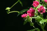 <img150*0:stuff/z/169023/Wild%2520Roses/i1278024563_14.jpg>