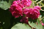 <img150*0:stuff/z/169023/Wild%2520Roses/i1278024563_15.jpg>