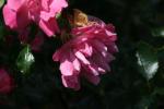 <img150*0:stuff/z/169023/Wild%2520Roses/i1278024563_16.jpg>