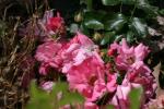 <img150*0:stuff/z/169023/Wild%2520Roses/i1278024563_17.jpg>