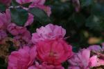 <img150*0:stuff/z/169023/Wild%2520Roses/i1278024563_18.jpg>