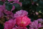 <img150*0:stuff/z/169023/Wild%2520Roses/i1278024563_19.jpg>