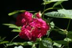 <img150*0:stuff/z/169023/Wild%2520Roses/i1278024563_20.jpg>
