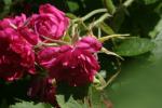<img150*0:stuff/z/169023/Wild%2520Roses/i1278024563_21.jpg>
