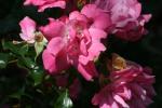 <img150*0:stuff/z/169023/Wild%2520Roses/i1278024563_22.jpg>