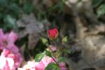 <img150*0:stuff/z/169023/Wild%2520Roses/i1278024563_23.jpg>