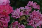 <img150*0:stuff/z/169023/Wild%2520Roses/i1278024564_24.jpg>