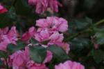 <img150*0:stuff/z/169023/Wild%2520Roses/i1278024564_25.jpg>