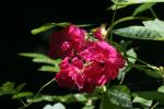 <img150*0:stuff/z/169023/Wild%2520Roses/i1278024564_26.jpg>