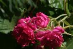 <img150*0:stuff/z/169023/Wild%2520Roses/i1278024564_27.jpg>
