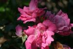 <img150*0:stuff/z/169023/Wild%2520Roses/i1278024564_28.jpg>