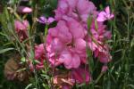 <img150*0:stuff/z/169023/Wild%2520Roses/i1278024564_29.jpg>
