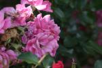 <img150*0:stuff/z/169023/Wild%2520Roses/i1278024564_30.jpg>